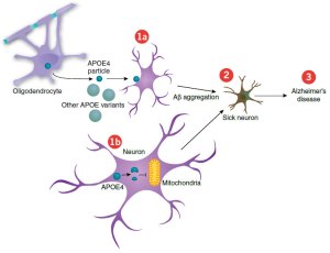 APoE Pathway in Alzheimer's Disease