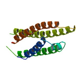 Structure of Apolipoprotein E (from PDB)