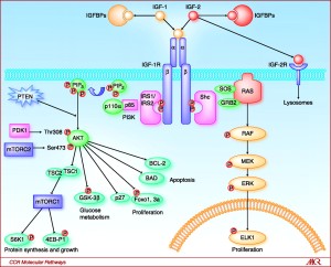 IGF1R cellular pathway