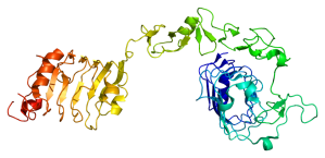 Structure of IGF1R (from PDB)