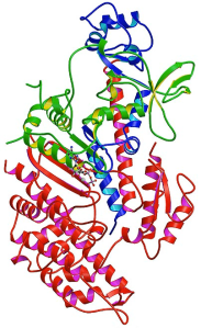Protein structure of Myosin IIA, containing Myosin-9 subunit