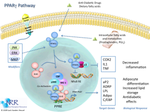 PPARG cellular pathway