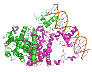 Protein structure of PPARG (from PDB)
