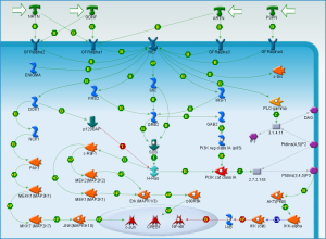 RET cellular pathway (from Thomson Reuters Pathway Maps)