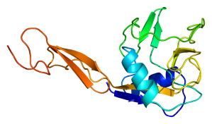 Protein structure of E-selectin